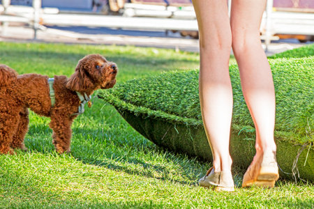 walking with a dog of the apricot poodle breed on a sunny day. Care and education of petsの写真素材