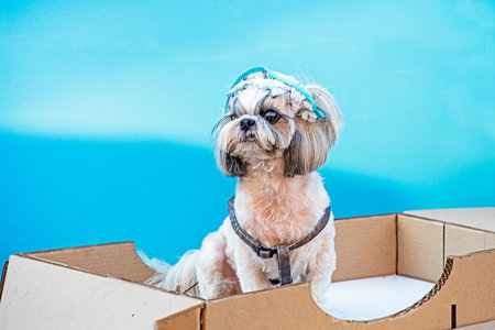 light cute Shih Tzu dog on a blue background. Decorative dog breeds