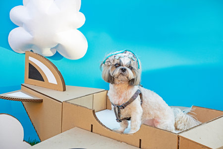 bright cute Shih Tzu dog sits in a cardboard airplane on a blue background. Decorative dog breeds....