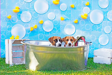 cute Jack Russell Terrier in a basin with a soft blue background with cute bubbles and yellow ducks....