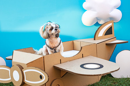 bright cute Shih Tzu dog sits in a cardboard airplane on a blue background. Decorative dog breeds. Traveling with petsの写真素材