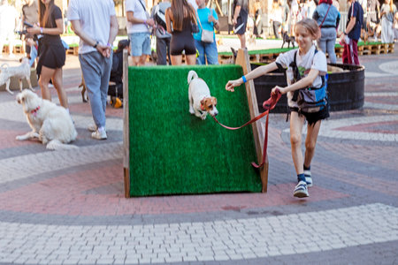 happy girl trains a grown-up Jack Russell Terrier puppy on a training ground on a sunny day. Agilityの写真素材