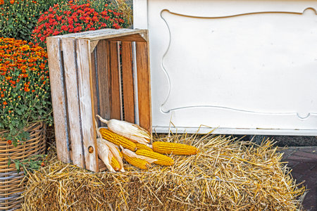 ripe corn in a wooden box with autumn flowers.の写真素材