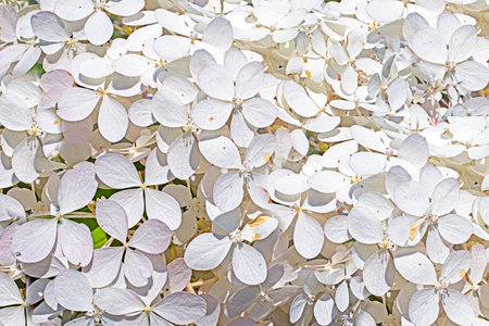background with white blossoming flowers.Holiday floral backgroundの写真素材