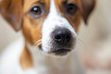 beautiful jack russell terrier puppy close-upの写真素材