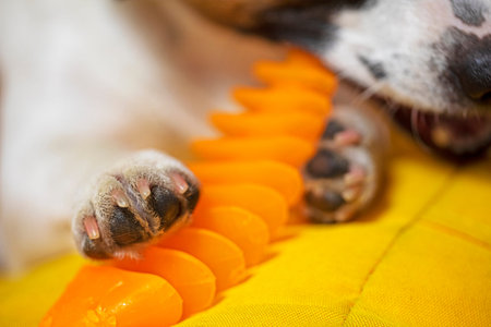 close-up jack russell terrier puppy smiles with orange toy for cleaning teeth. Hygiene and cleaning teeth of dogs and other petsの写真素材