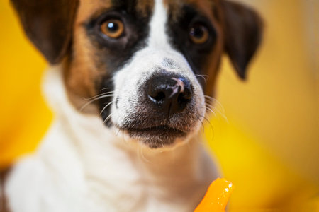 beautiful puppy jack russell terrier close-upの写真素材