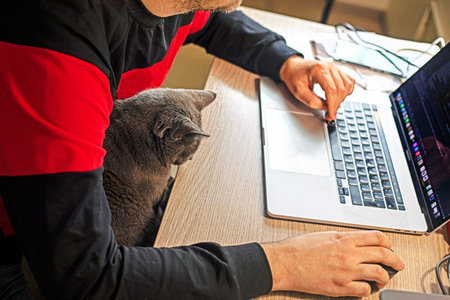 Burmese cat sits on owner's lap while he works. programming and cat