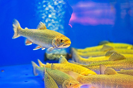 trout fish in an aquarium in a supermarket for sale