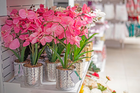pink and white orchid flowers in decorative potsの写真素材