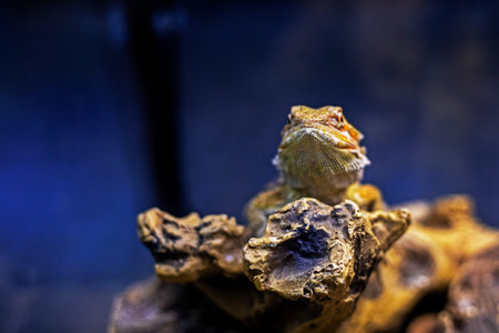 chameleon basking under a lamp between stones