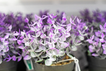 silver house flower in a pot. Growing and diseases of flowers