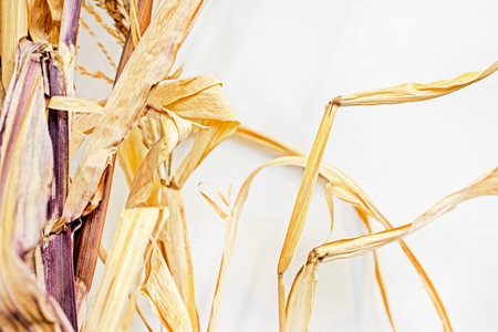 background of dry grass, wheat.on a light backgroundの写真素材