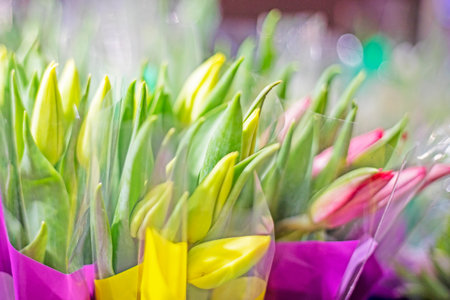 delicate close-up multi-colored close-up buds of live tulips in film. Women's Day, springの写真素材
