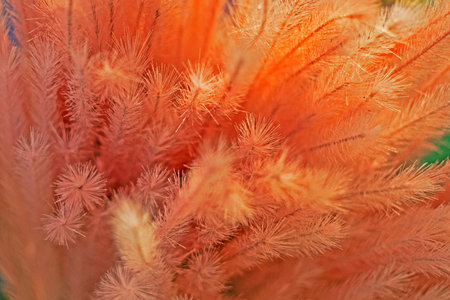 natural background delicate pink cream grass.