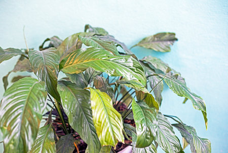 damaged spathiphyllum leaves close-up. Growing plants and careの写真素材