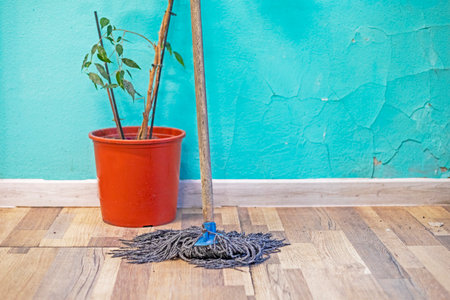 ficus in a flowerpot in a blue interior with a mop.の写真素材