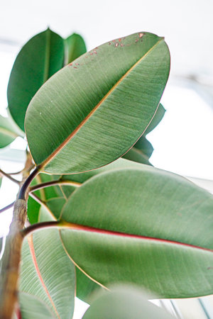 large ficus leaves on a light background. Growing ficusの写真素材
