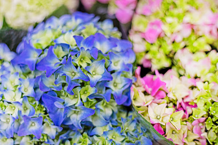 close-up flowers blue and pink hydrangea. Growing of flowers.
