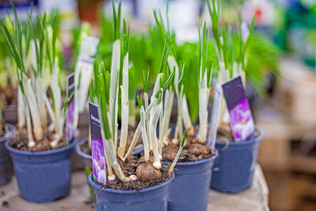 growing ornamental narcia in pots in a greenhouseの写真素材