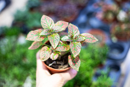 holding a small pot with Hypoestes sempervirens. Secrets of growing houseplants. Landscape designの写真素材