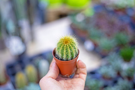 holding a small pot with a cactus of the genus Parodia. Growing succulents