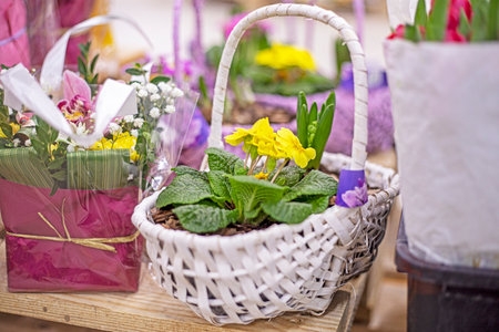 yellow primrose in wicker baskets. Spring has come, Easterの写真素材