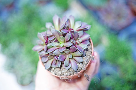 holding a small pot of Anacampseros. Growing succulents