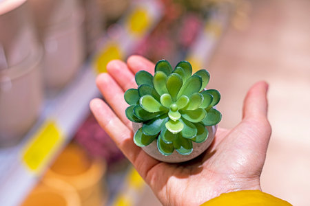 holding a small sukulen in the palm of your hand. earth day. ecologyの写真素材