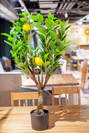 lemon tree in the center of the interiorの写真素材