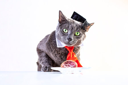a smart gray cat in glasses, a wizard's hat and a red tie. Food for smart catsの写真素材