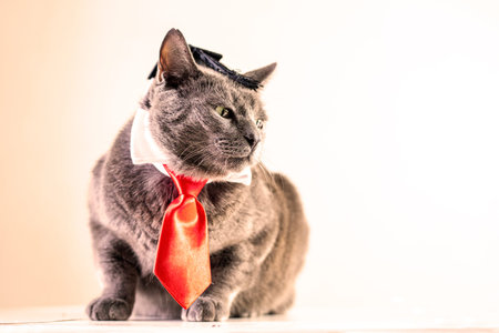 dissatisfied gray cat in a wizard's hat and a red tie with pieces of sausage. Diplomatic attitude. Hopelessnessの写真素材