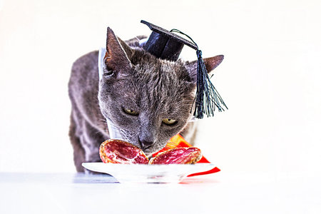 smart gray cat in glasses, a wizard's hat and a red tieの写真素材