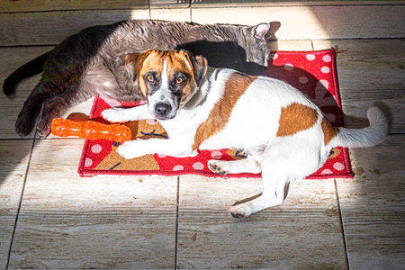 cat and a jack russell terrier lie next to each other playing in the sun near the fireplace.の写真素材