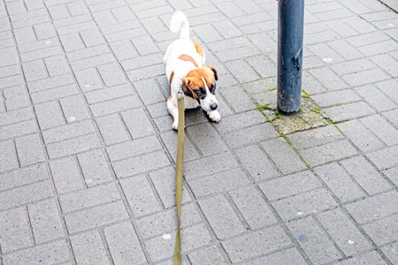 Jack Russell Terrier on a leash lies on the street and refuses to go further. A dog in the city, training and socializationの写真素材