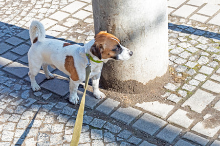 stubborn jackrassell terrier on a leash lies on the street and refuses to go further. Dog in the city, training and socializationの写真素材