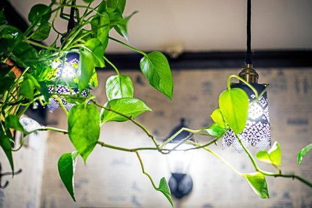 decorative flowers in the interior of a cafeの写真素材