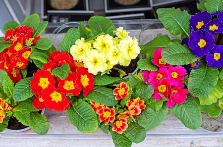colorful violets outside. Growing decorative flowers
