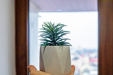 holding a flower of the succulent family in a roomの写真素材
