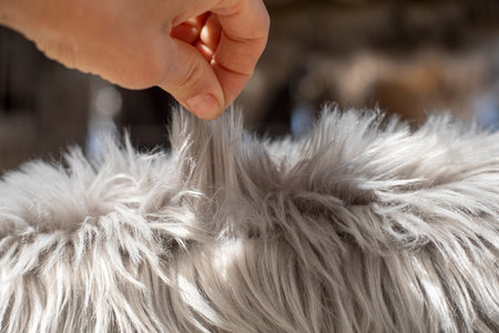check the quality of artificial wool on fabric for pillows, blankets, sofasの写真素材