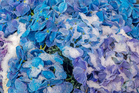 blue and purple blossoming dahlias covered with snowの写真素材