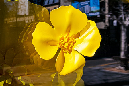 yellow decorative flower illuminated by the sunの写真素材