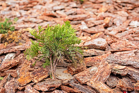 background of young green shoots of rock juniperの写真素材