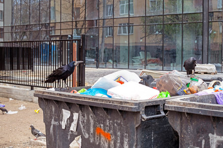 hungry rook found a piece of bread in a trash can in the city. Animal and environmental protectionの写真素材