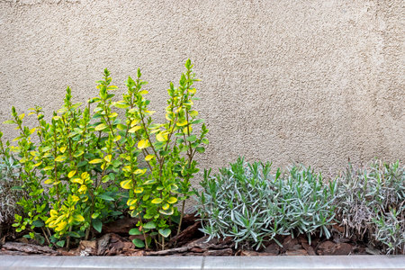 planting shade-loving plants along the wall. Landscape design in the city and in private housesの写真素材