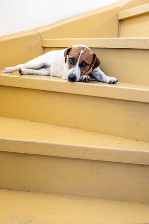 jack russell terrier lies on oak painted steps and basks in the sun at homeの写真素材