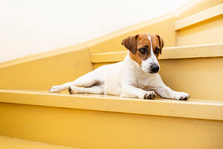 jack russell terrier dog lies on the oak painted steps and basks in the sun at homeの写真素材