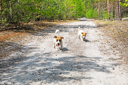 purebred jack russell terriers run on a walk in the forest