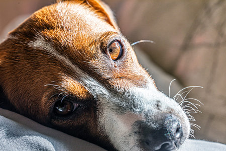 close-up of a jack russell terrier's face illuminated by the sun. Protection and care of pets....