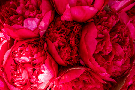 bright background of red blossoming flowers.の写真素材